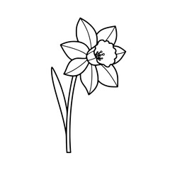 Line icon of a simple vector outline of a Narcissus flower  