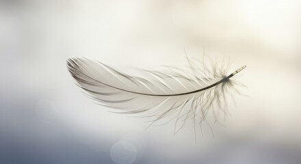 Obraz premium A Single White Feather Floating Gently in Soft Light: A Study in Delicate Beauty and Tranquility