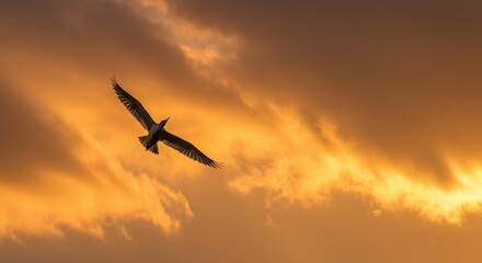 Majestic Silhouette of a Bird Soaring Through a Golden Sunset Sky: A Breathtaking Aerial View of Freedom and Serenity
