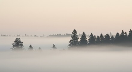 Misty Morning in the Coniferous Forest:  Serene Landscape Photography of Fog Enveloped Trees