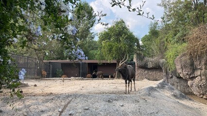 Antelope in the Zoo in the city