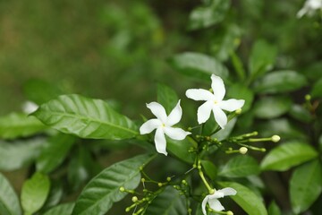 Beautiful pinwheel flowers growing in garden, closeup