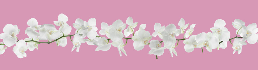 Obraz premium Beautiful white orchid flowers on pink background, banner design