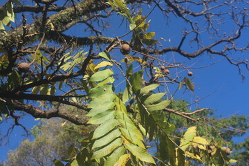 branches of a tree, Mahogany Silhouette of Strength and Grace