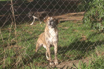 Behind the Fence: A Dog in Waiting