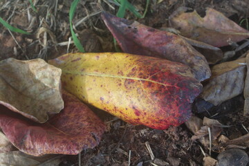 Fallen Leaves, Autumn Leaf Carpet: Nature’s Palette Beneath Our Feet