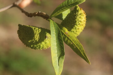 Milky Architects of the Tropics: Ecological and Botanical Insights into Stemmadenia litoralis and Tabernaemontana hystrix