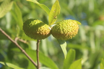 Obraz premium Green Allure: The Unripe Paired Fruits of Toxic Tropical Beauties
