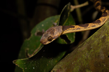 Culebra marrón posada en un arbol
