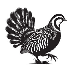 rooster isolated on white background