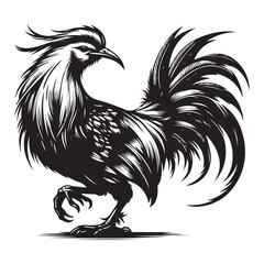 rooster isolated on white background