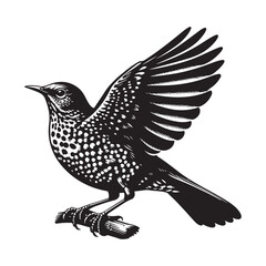 vector illustration of a bird