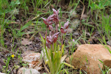 Spring bloom of a wild orchid (lat.- Serapias orientalis)