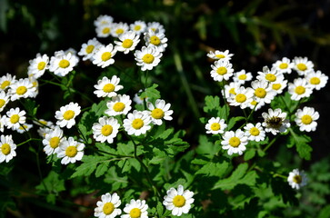 Small chamomile wild flowers in sunny weather.