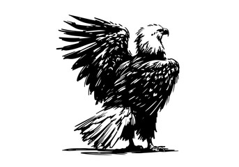 Bald Eagle hand drawn sketch vector illustration