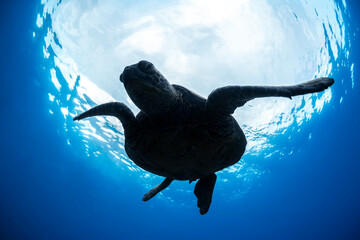 A sea turtle glides peacefully over coral reef shallows in Byron Bay, Australia.
