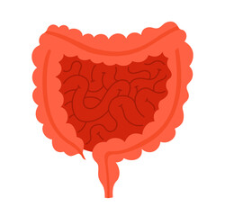 Human intestine anatomy cartoon stylized vector illustration. Anatomical small and large intestine digestion symbol on white background. Drawing human body organ for medical infographic design