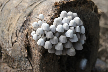 An angled view of a colony of white fairy bonnet mushrooms growing on a coconut stem