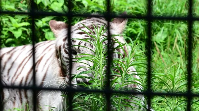 ホワイトタイガー