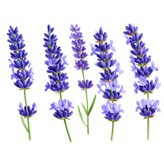 Naklejka premium Watercolor Lavender Flowers – Transparent PNG Element