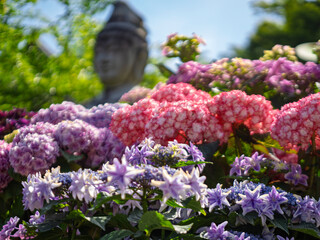 壺阪寺のあじさいの花