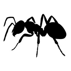 black ant vector