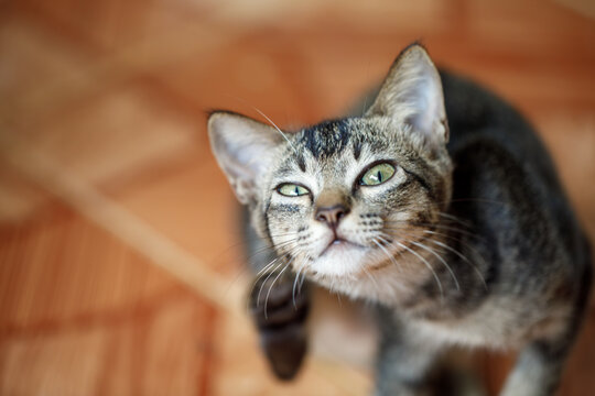 Tabby cat scratching itself on tile floor, possible flea or mite infestation, concept for veterinary treatment and antiparasitic shampoo