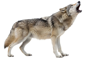 Howling Wolf on White Background