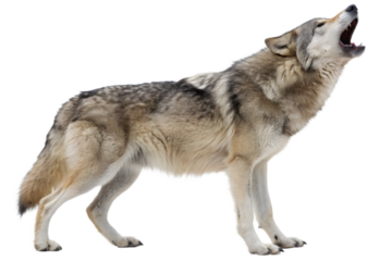 Howling Wolf on White Background