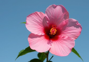 Pink hibiscus flower against blue sky floral beauty blossom