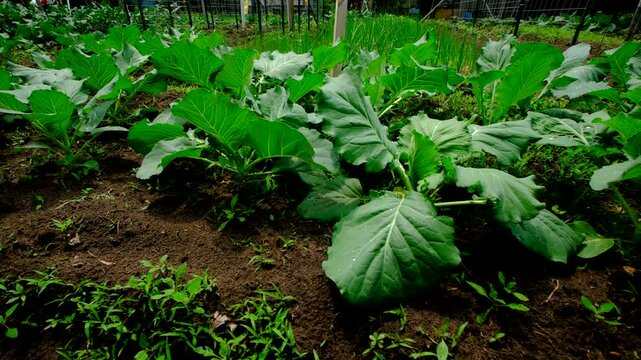 Moving left to right alongside garden bed full of young organic white cabbages with leaves starting to wrap into heads while vegetables growing in sandy soil