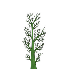 fresh dill isolated on white background