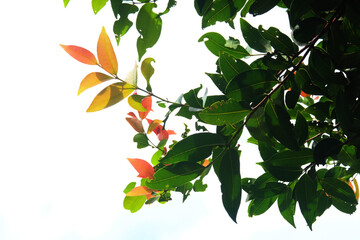 branch with red berries