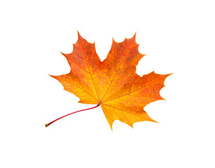 Single Vibrant Orange and Red Autumn Maple Leaf with Red Stem.