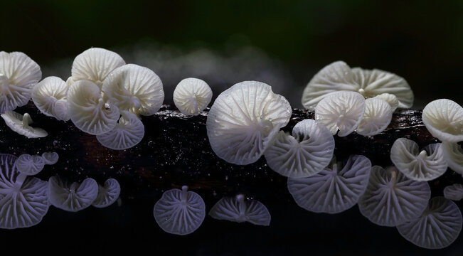 Colonies of small, beautiful white syphilitic fungi, Calyptella capula, growing on tree branches.