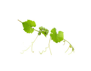 Green Grapevine Branch with Young Grapes and Leaves.