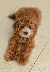 brown cavapoo dog laying on white wood floor
