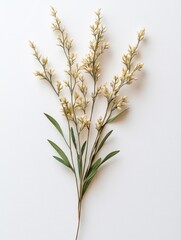 Fototapeta premium Delicate, pale yellow flower sprigs against a white background