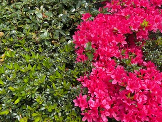 神田川4月：生垣のツツジの赤い花と緑 2025/4/18