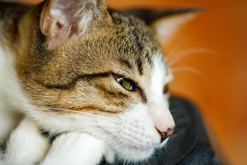 Closeup of relaxed tabby cat resting with eyes open, peaceful expression and natural light
