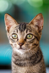 Vertical portrait of a young tabby cat with green eyes looking attentively at camera