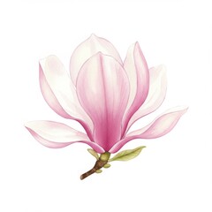 Fototapeta premium Pink Magnolia Blossom Watercolor Painting