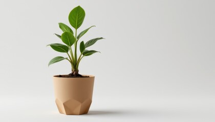 Obraz premium single eco friendly plant pot made from biodegradable paper pot, containing a rubber tree, isolated on white background, minimalist product shot, soft studio lighting, realistic 3d render