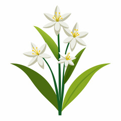 Naklejka premium anthericum vector illustration on white background