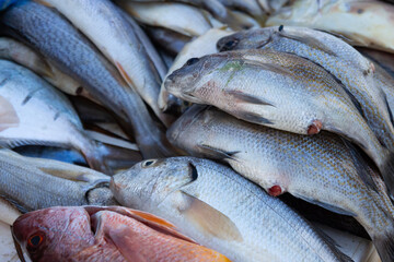 Fresh fish on Ice at Seafood Market, seafood concept