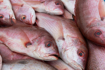 Fresh Red Snapper on Ice at Seafood Market, seafood concept