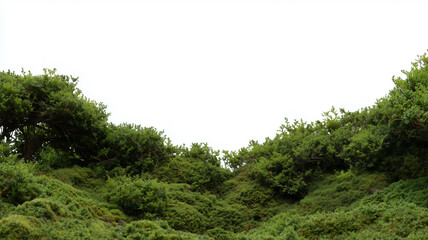 Obraz premium Lush green vegetation covering rolling hills on white background