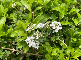 神田川4月：ランタナの花 2025/4/18
