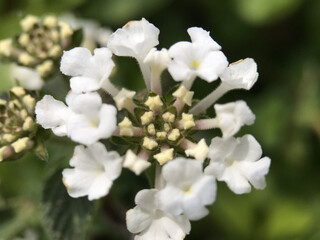 神田川4月：ランタナの花 2025/4/18