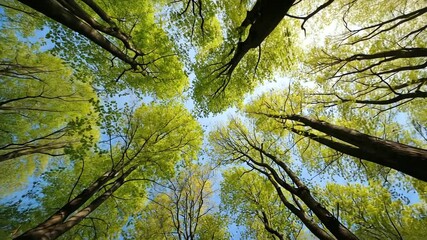 Lush green canopy of trees viewed from below, sunlight filtering through leaves in a serene forest